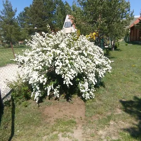 Marija Zlatibor