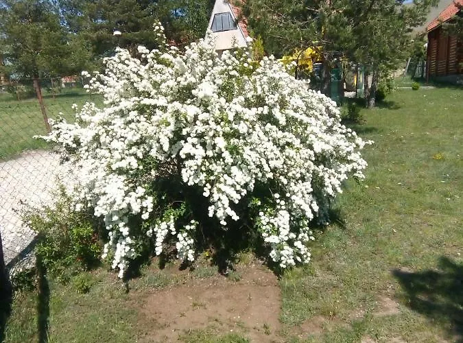 Marija Ζλάτιμπορ