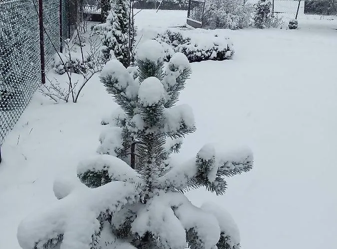 Marija Ζλάτιμπορ